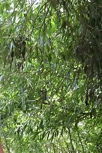 Sandra Romain Is The Sexy Treat In This Steamy Threesome Scene Where She Gets Double Penetrated