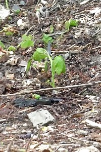 Lustful Model Gets Her Tight Butt Stuffed With Cock