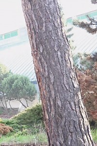 Big-tittied Teengirl Ava Devine Is A Indecent Nurse Who Accepts A Freaky Interracial Drilling With Her Playful Patient