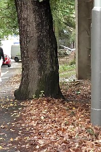 Lascivious Damsel Giuly Gets Down And Filthy As Her Attractive Boy Booty Slams Her And Has Ass Fisting