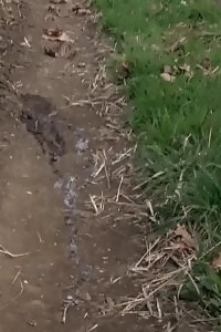 Gentle And Slender Babe Getting A Boner Cock Sliding Inside Her Firm Hole