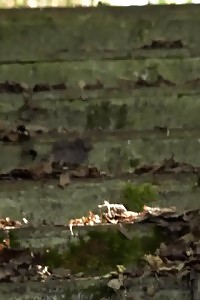 Blonde Latina Black Ellen Got On All Fours To Have Her Trimmed Luscious Snatch Rammed Hard