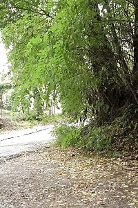 Flirtatious Cheerleader Hikes Up Her Miniskirt And Get Off Her Undies To Picture Off Her Hairy Cooze