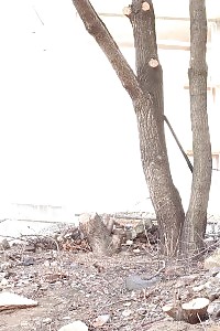 Excellent Pregnant Maid Demonstrate Her Big Belly And Stiff Tits While Dildo Pounding Her Snatch