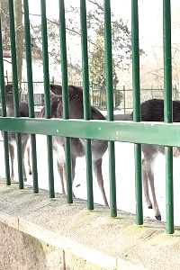 Kinky Asian Butterfly Licking Her Wet Panties